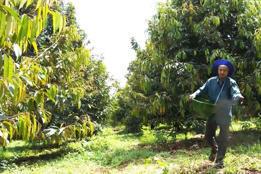 Nông dân bón phân cho Sầu riêng